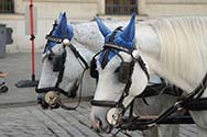Browse photos from Austria