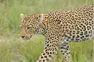 Browse photos from Botswana & Zimbabwe