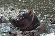 Browse photos from Kenya